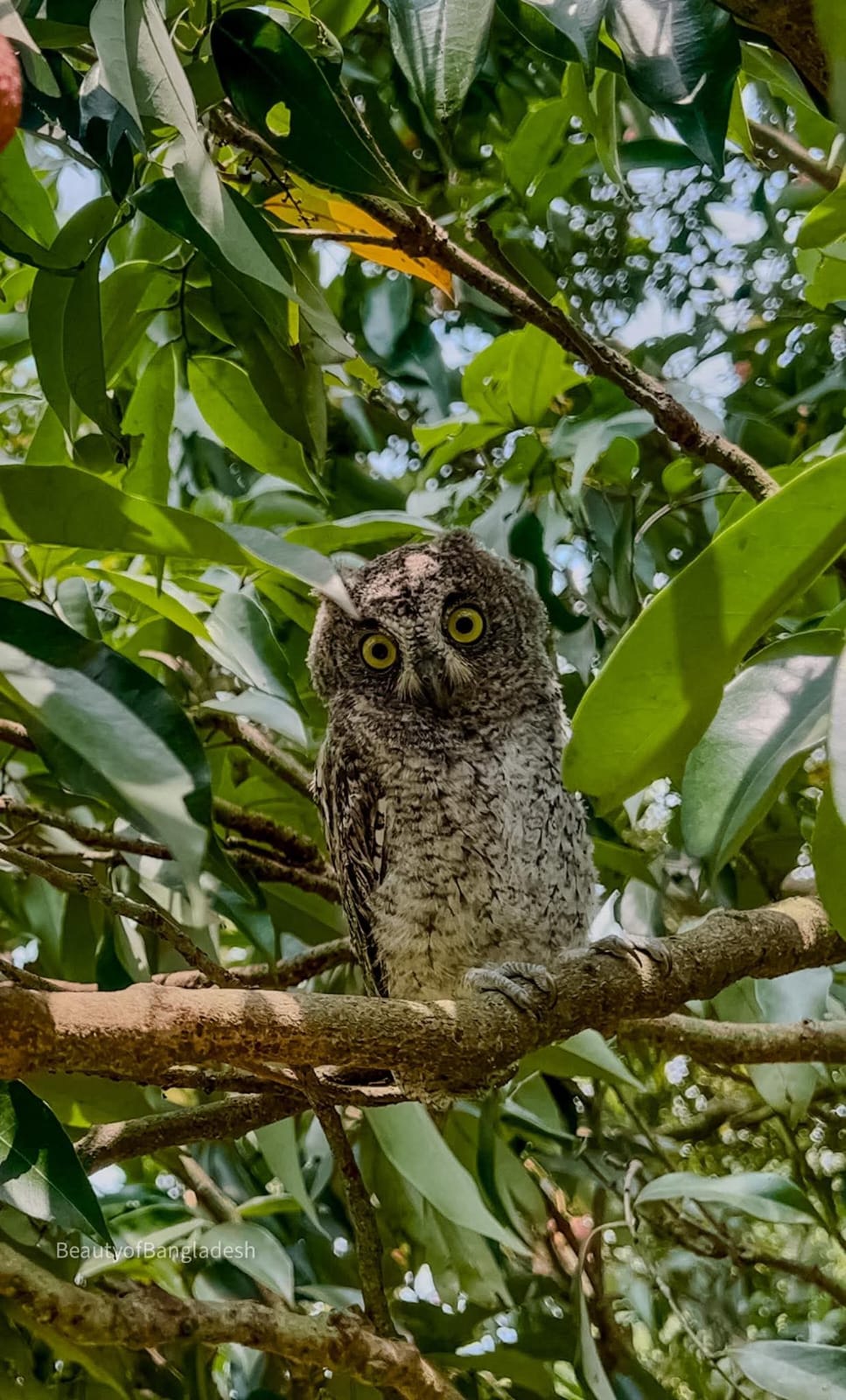 তার চোখে বনের সব খবর!!!